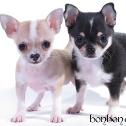 Chihuahua Puppies from BonBon Chihuahuas