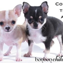 Chihuahua Puppies from BonBon Chihuahuas