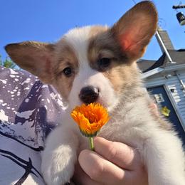 Timon - Sable male Pembroke Welsh Corgi puppy in Saint John, Washington from Fuzzbutt Farm's Corgis