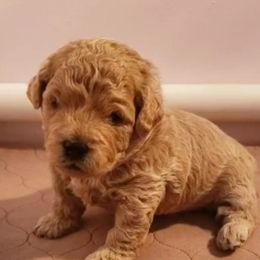 Goldendoodles from Florida Mini Goldendoodles
