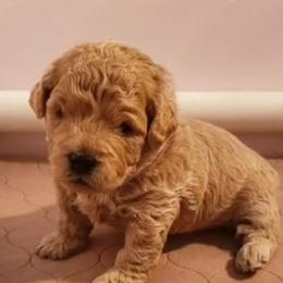 Goldendoodles from Florida Mini Goldendoodles