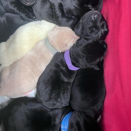 Dilute Retriever Puppies from BR Labradors, LLC
