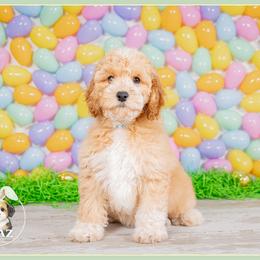 Eagle - Red and white male Cockapoo puppy in Connersville, Indiana from Deaz Doodle Ranch
