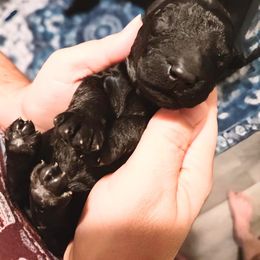 Chow Chow and Poodle Puppies from Pandora
