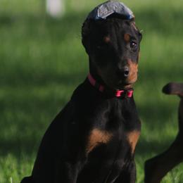 Gucci - Black and rust female Doberman Pinscher puppy in Winchester, Ohio from 32 Farms
