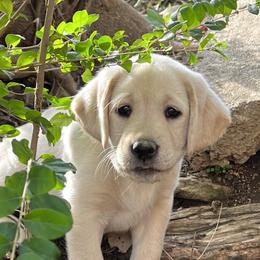 Girl 6 - Yellow Labrador Retriever puppy in Harlan, Kentucky from Kamalot Kennels