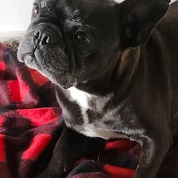 Roxy - French Bulldog