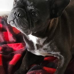 Roxy - French Bulldog