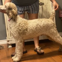 Poodle Baby - Poodle