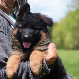 Genevieve - Black and red female German Shepherd puppy in Hagerstown, Pennsylvania from Euro Deja