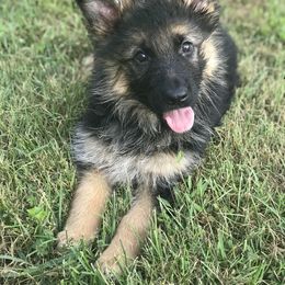 German Shepherd Puppies from Starry Night German Shepherd Dogs