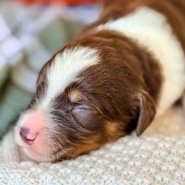 Gus - White and red male Bordoodle puppy in Eastman, Georgia from Dood B Ranch
