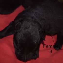 German Shepherd Puppies from Kraften K9