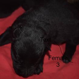 German Shepherd Puppies from Kraften K9