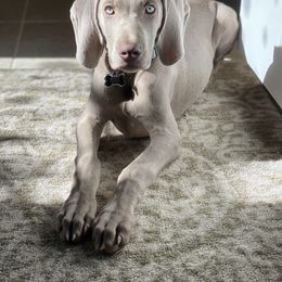 Weimaraner Puppies from Silver Spoon Weimaraners