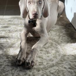 Weimaraner Puppies from Silver Spoon Weimaraners