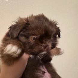 Captain - Chocolate male Shih Tzu puppy in Azusa, California from RJ Shih Tzu lover