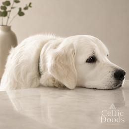 Kaity - Golden Retriever