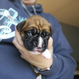 Archie - Fawn male Boxer puppy in Pittsburgh, Pennsylvania from Suttonhaus Boxers (previously J & M Boxers)