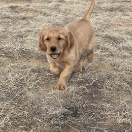 Jasmine - Golden female Golden Retriever puppy in Wellington, Colorado from High Country Golden Retrievers