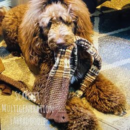 Goldendoodle Puppies from Labradoodleday