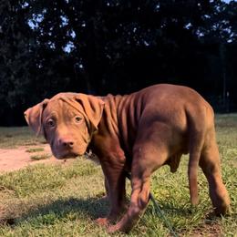 American Bully Puppies from TEXAS BULLY FAMILY
