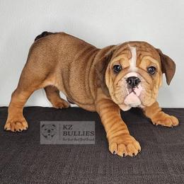Minnie - Red and white female Bulldog puppy in Hillsdale County, Michigan from KZ Bullies LLC