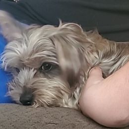 Ellie - Yorkshire Terrier