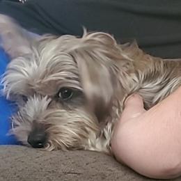 Ellie - Yorkshire Terrier