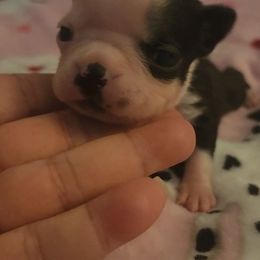 Black AKC Pico - Black and white female Boston Terrier puppy in Morristown, Tennessee from Down in the Holler