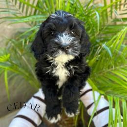 Cedar - Black and chalk male Australian Labradoodle puppy in Palmdale, California from Heavenly Doodles