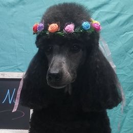 Bluff - Poodle