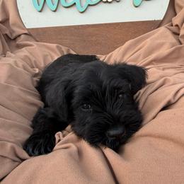 Orange collar - Black male Miniature Schnauzer puppy in Smyrna, Tennessee from Moore's Miniature Schnauzers