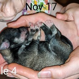 Miniature Schnauzer Puppies from Pawesome Pups