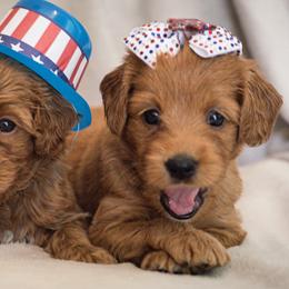 Australian Labradoodle Puppies from Forever Friends Labradoodles