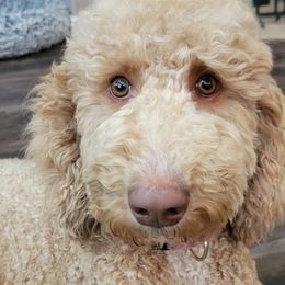 Violet - Goldendoodle