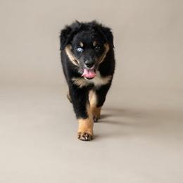 Jake - Black tri-color male Australian Shepherd puppy in Fort Myers, Florida from U Cross Australian Shepherds