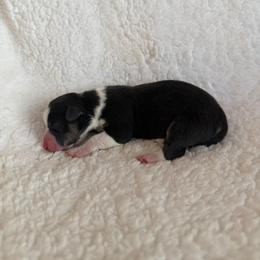 Truffle - Black and tan male Pembroke Welsh Corgi puppy in Phelan, California from Desert Sunset Pembroke Welsh Corgis