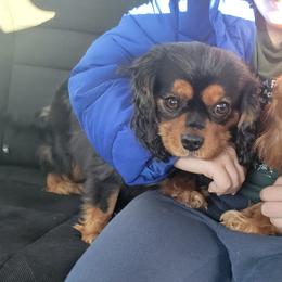 Zoya - Cavalier King Charles Spaniel