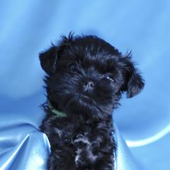 Affenpinscher and Lagotto Romagnolo Puppies from Skyfall and Morena