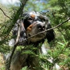 Llewellin Setters from Paint River Llewellins