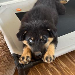 Aspen - Black tri female Miniature Australian Shepherd puppy in Medical Lake, Washington from MAS Gone Rogue
