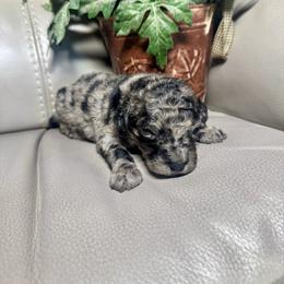 Link - Merle male Goldendoodle puppy in Lake City, Florida from Dream Hollow Farm