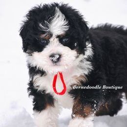 Crimson (red boy) - Tri-color male Bernedoodle puppy in Waukesha, Wisconsin from Bernedoodle Boutique (and Cavapoos)