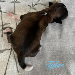 Tyler - Gold and white male Shih Tzu puppy in Hemet, California from Aloha Shih Tzu