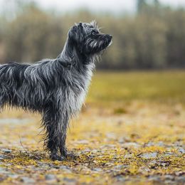 Pyrenean Shepherds from PYRWILD