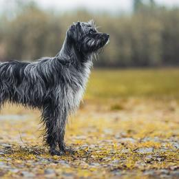Pyrenean Shepherds from PYRWILD