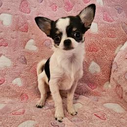 AKC Super Tiny Cricket - Black and white female Chihuahua puppy in Newport, Maine from Pinewood Acres Chihuahuas