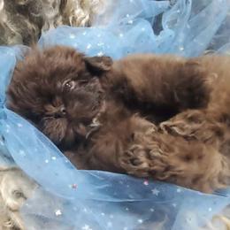 Chocolate Male Small White on Chest - Chocolate male Shih Tzu puppy in Hillsdale, Michigan from Prairie Fen Farm