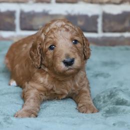 Astro - Red  male Goldendoodle puppy in Macclenny, Florida from Baker County Goldendoodles